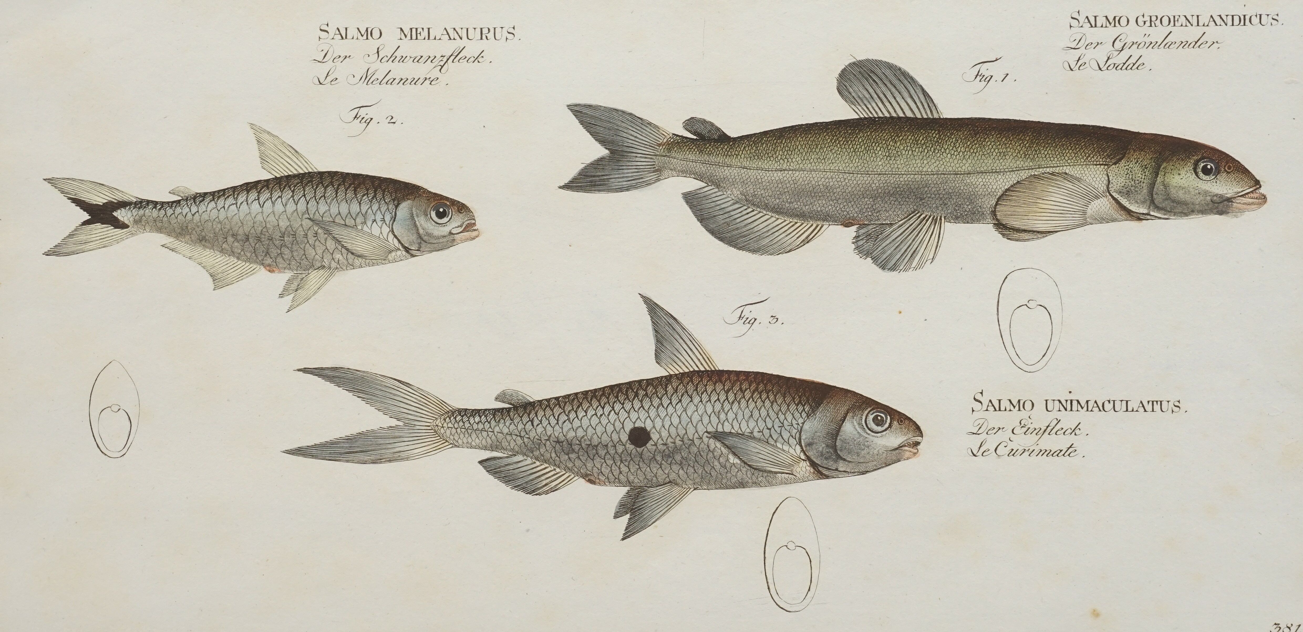 Johann Friedrich Hennig, Lachse Johann Friedrich Hennig (1750-1814), Salmon